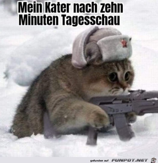 Mein Kater