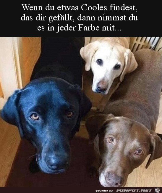 Von jeder Farbe einer