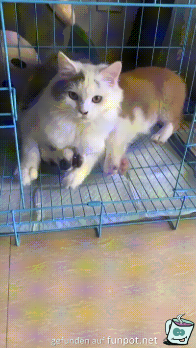 Katze hlt Hund im Schwitzkasten