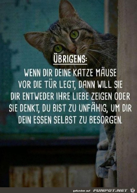 Geschenke von Katzen