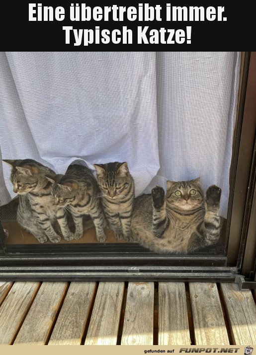 Eine Katze bertreibt immer