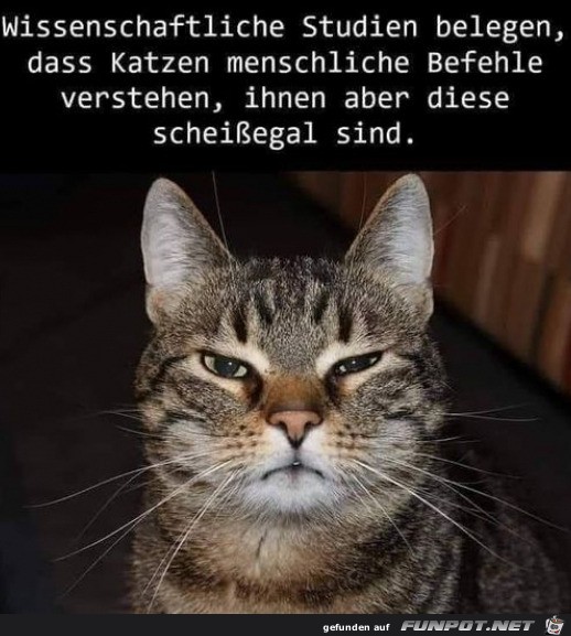 Katzen ist das egal