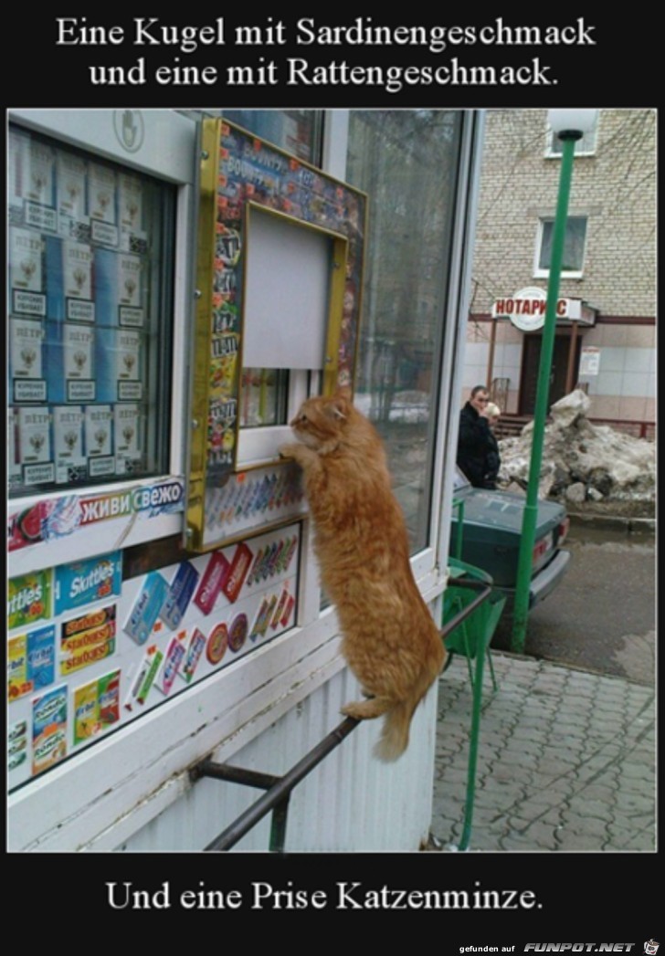 Katze am Eis-Stand