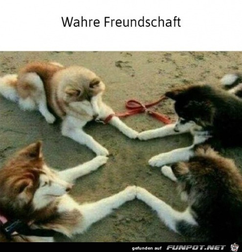 Wahre Freundschaft