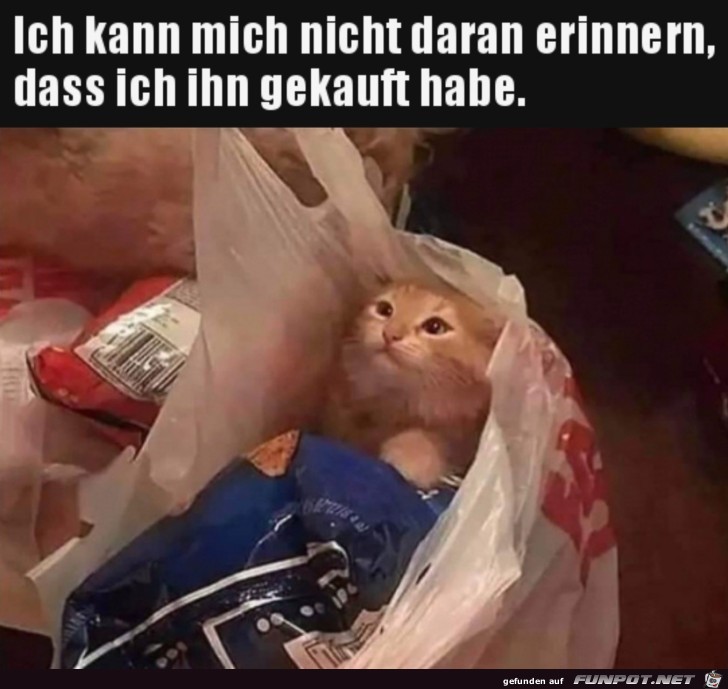 Wo kommt die Katze her?