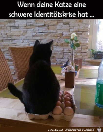 Katze im Eier-Karton