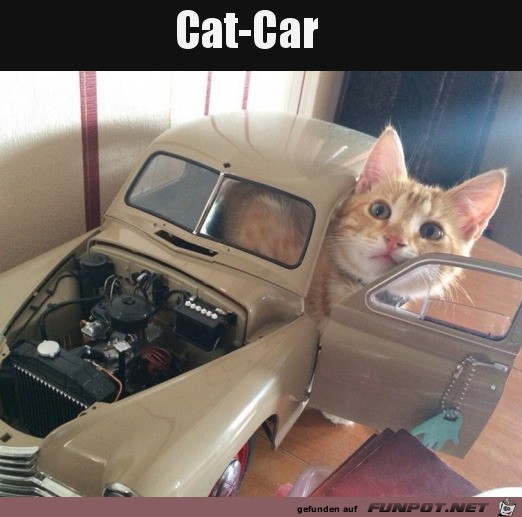 Cat-Car