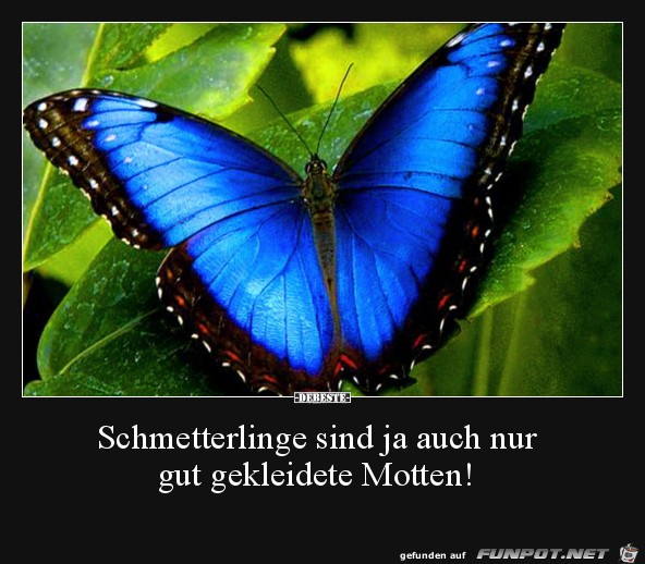 Schmetterlinge