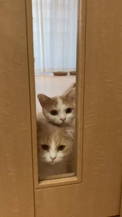 Neugierige Katzen