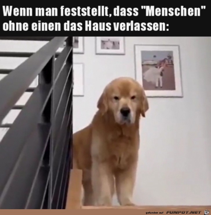 Der Hund muss daheim bleiben