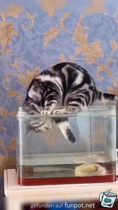 Katze trinkt aus Aquarium