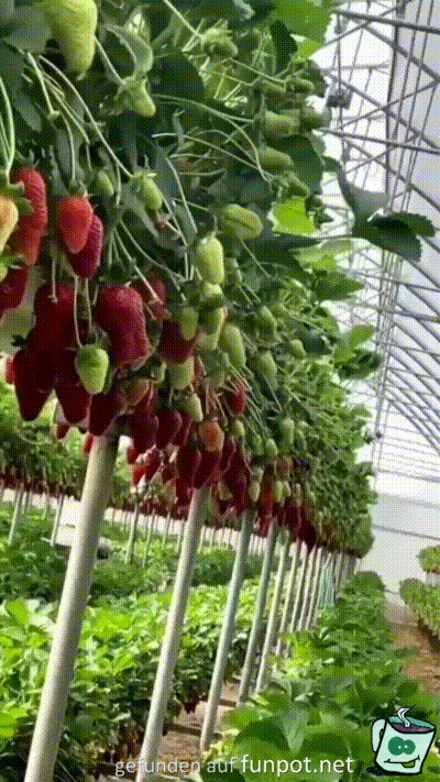 Erdbeer-Produktion