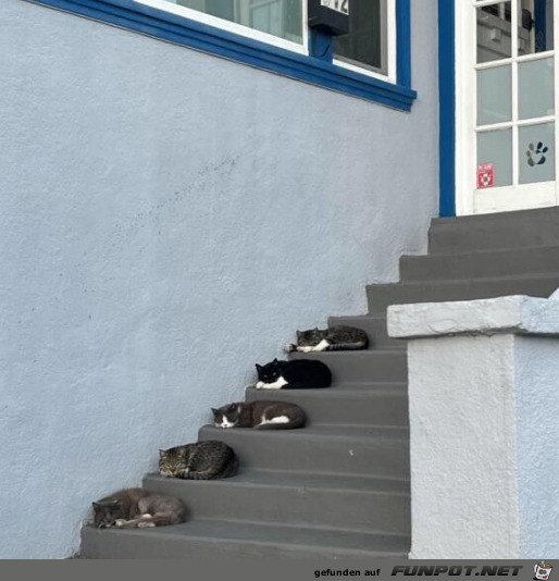 Die Katzen-Treppe