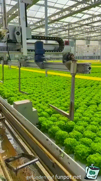 Salat-Produktion