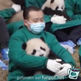 Panda in den Schlaf wiegen