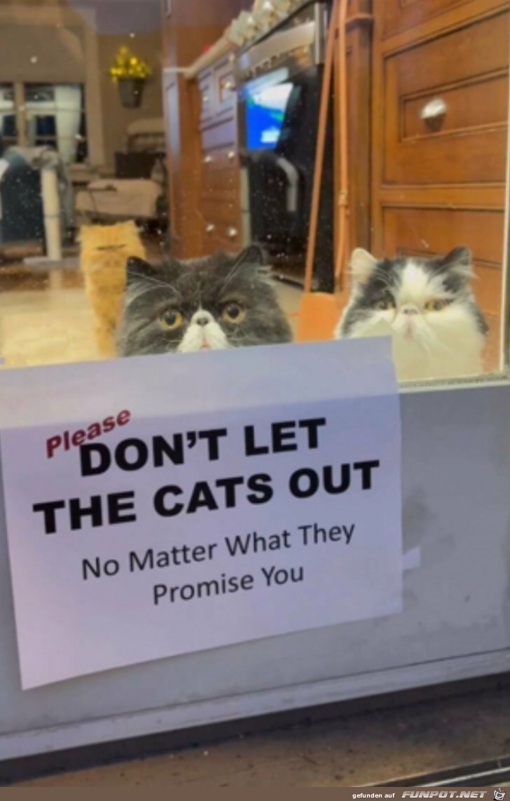 Nicht die Katzen rauslassen