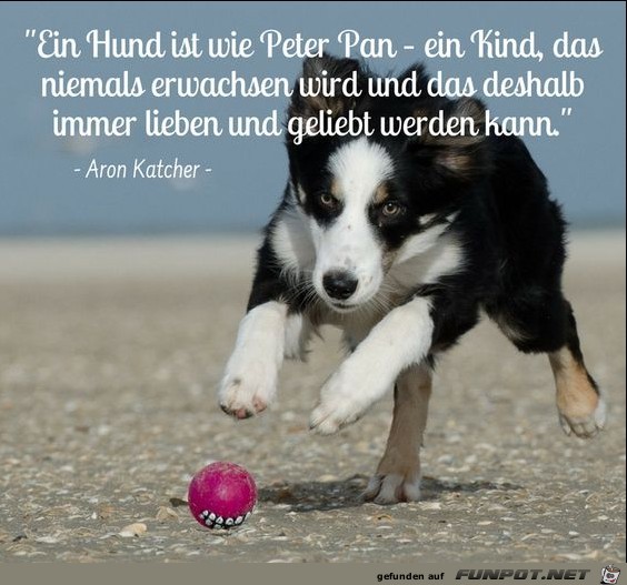 Ein Hund ist wie Peter Pan