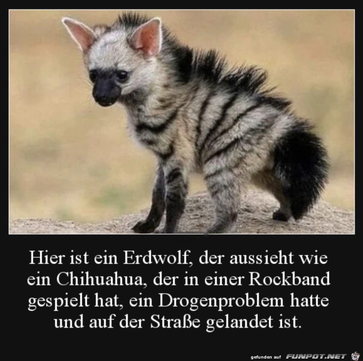 Ein Erdwolf