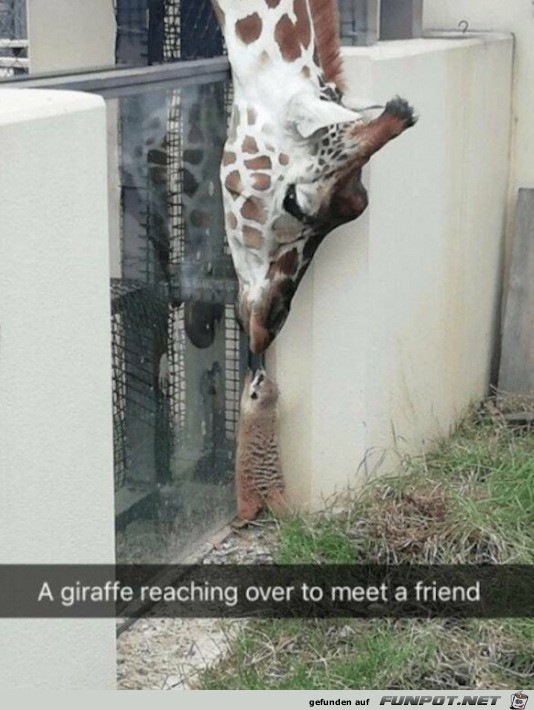 Giraffe begrt Freund