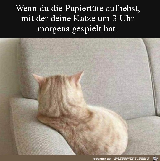 Katze ist beleidigt