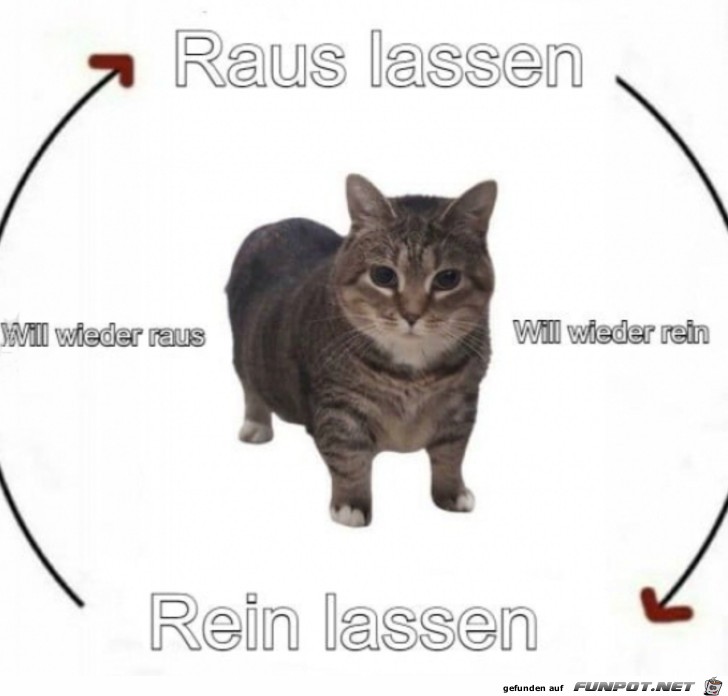 So sind Katzen