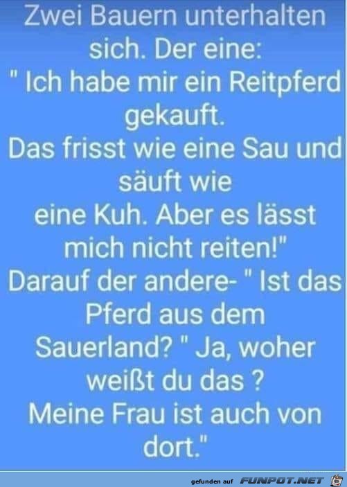 Reitpferd gekauft