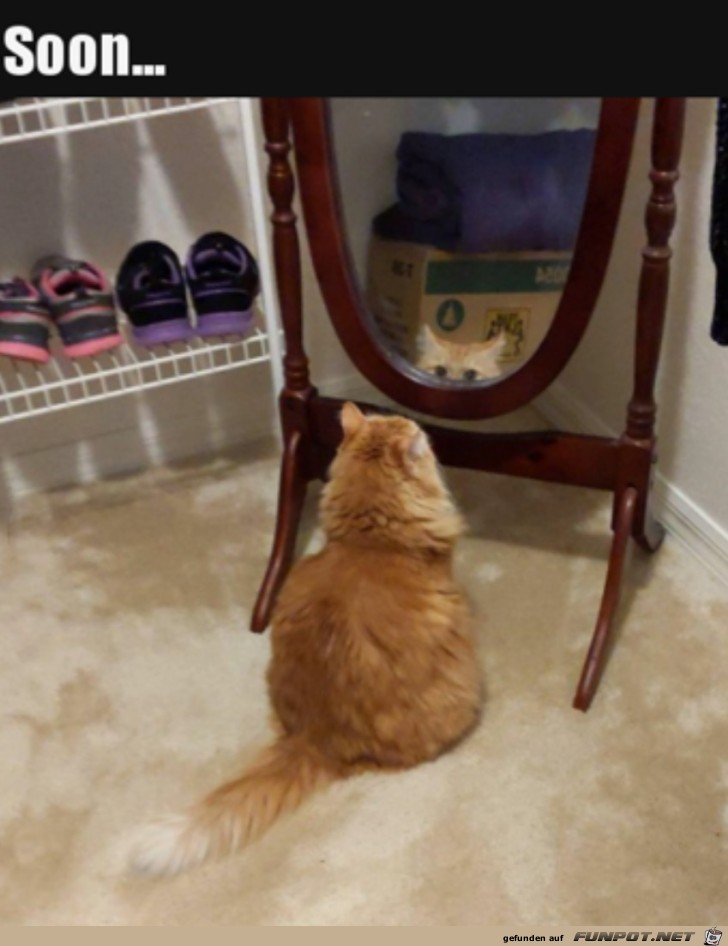 Katze vor dem Spiegel