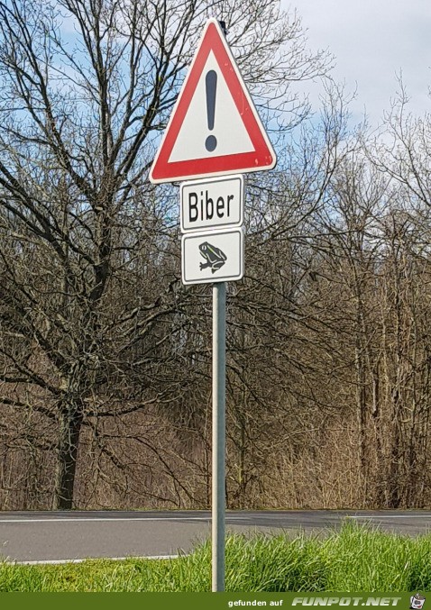 Komischer Biber