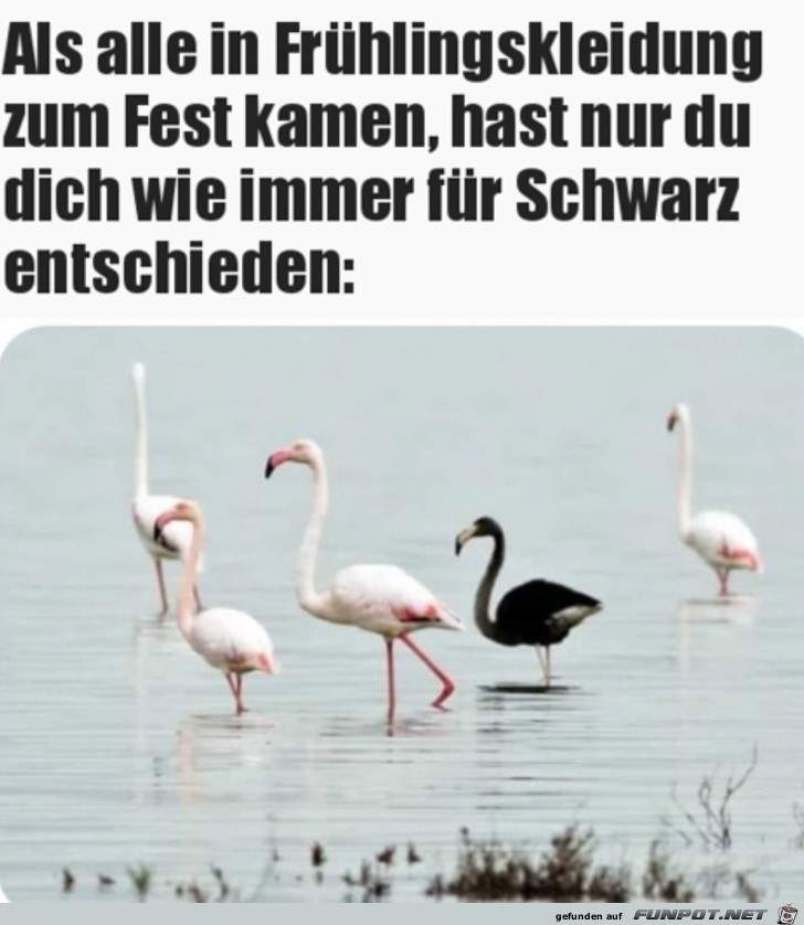 Der schwarze Vogel der Familie