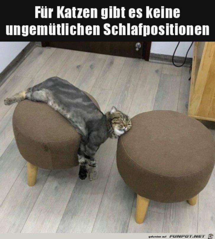 Katzen schlafen berall