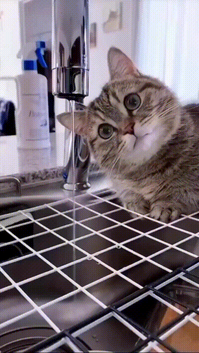 Katze beobachtet Wasserstrahl