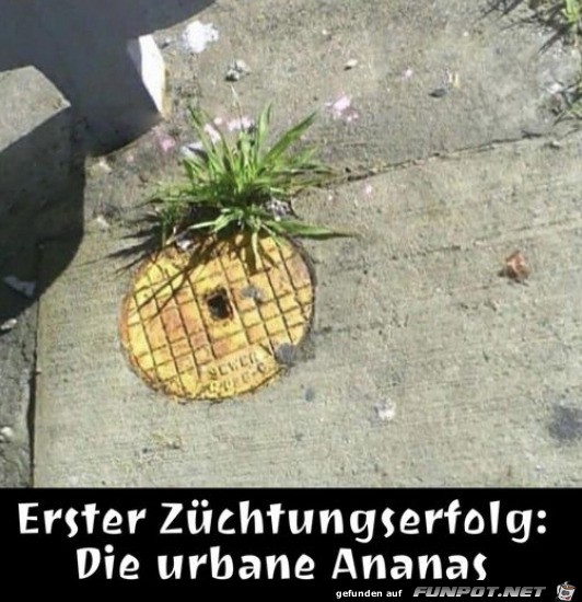 Besondere Ananas