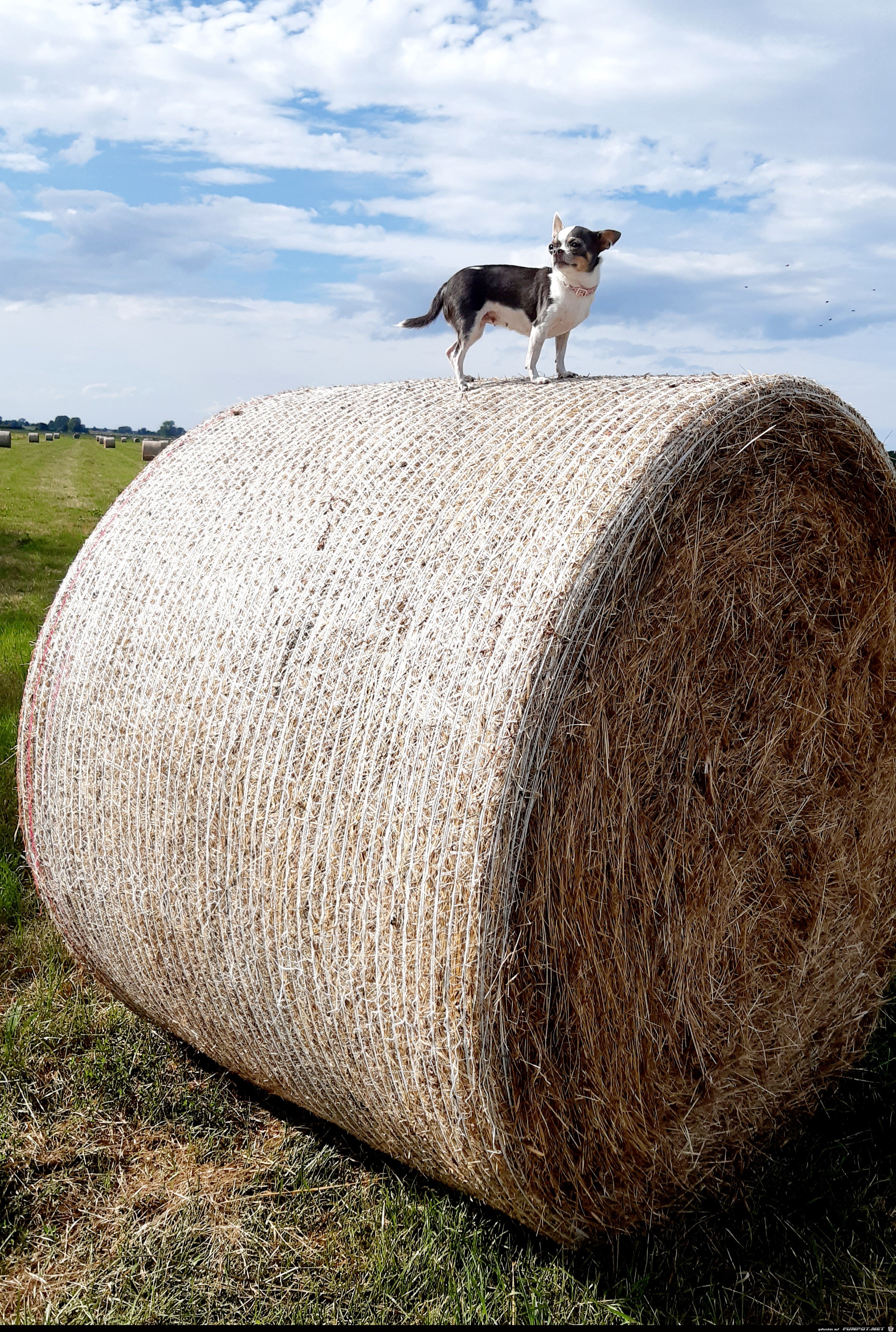 Hund auf Strohballen