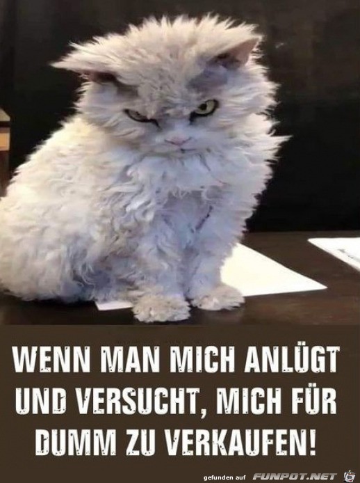 Alles Gute zum Geburtstag Meme Katze lustig