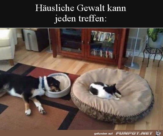 Typisch Katze