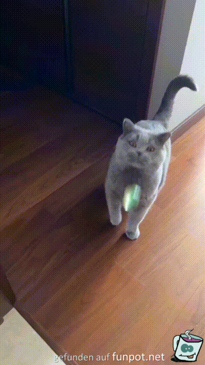 Katze guckt Flummi nach