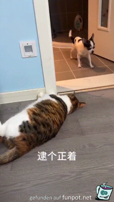 Katze fngt Hund