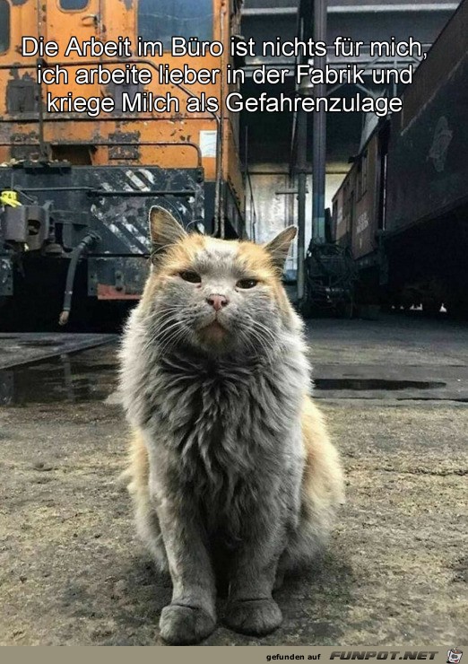 Katze arbeitet lieber in der Fabrik