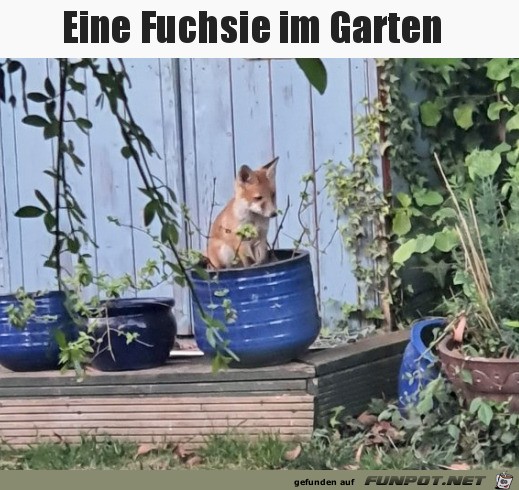 Eine Fuchsie