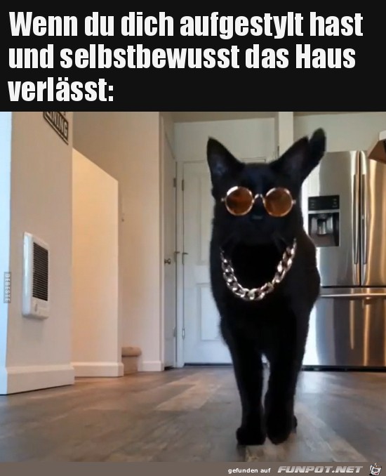 Aufgestylte Katze