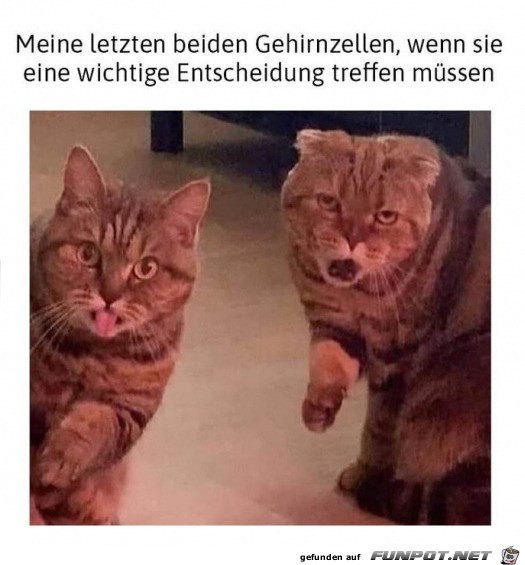 Meine letzten beiden Gehirnzellen