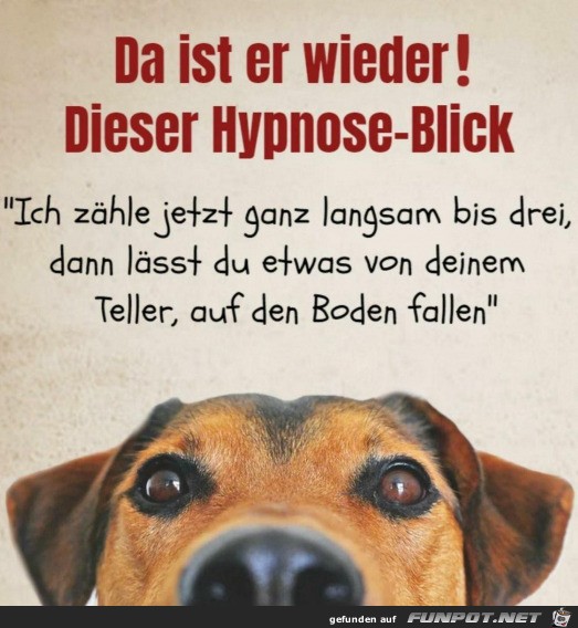 Der Hypnose-Blick