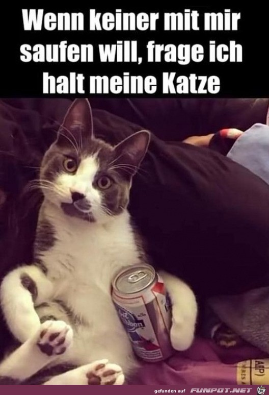 Die Katze trinkt mit dir