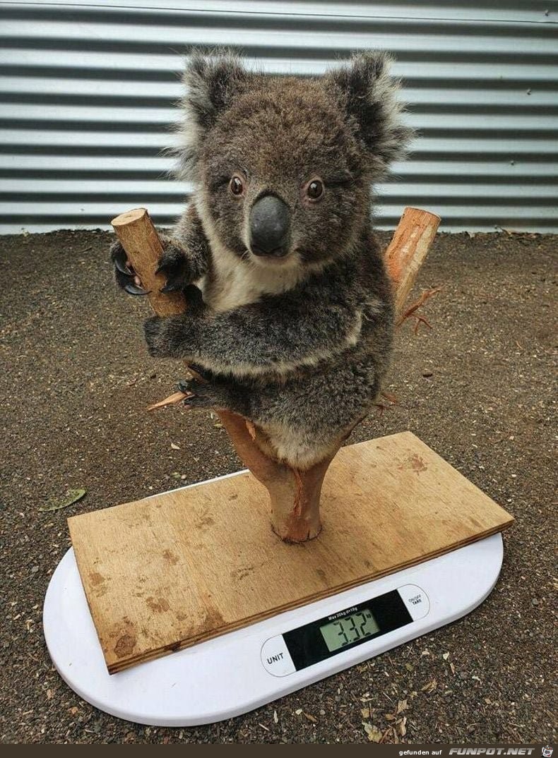 Niedlicher Koala