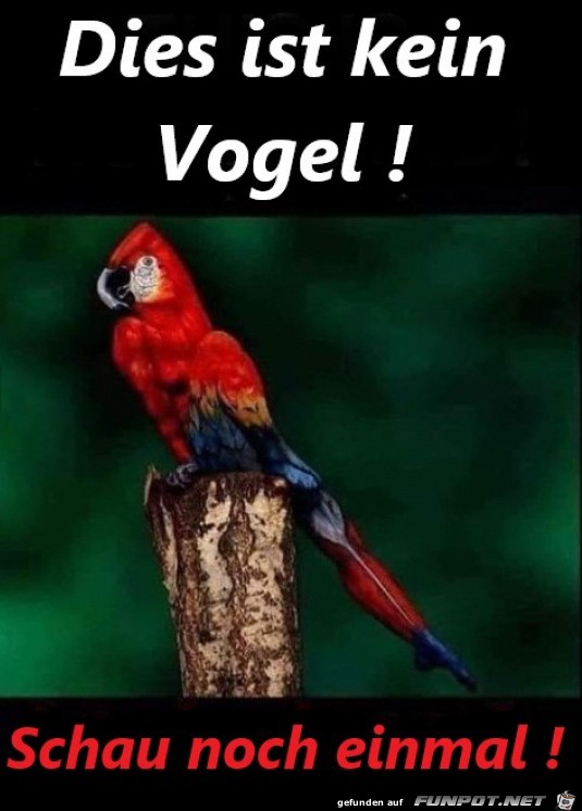 Kein Vogel