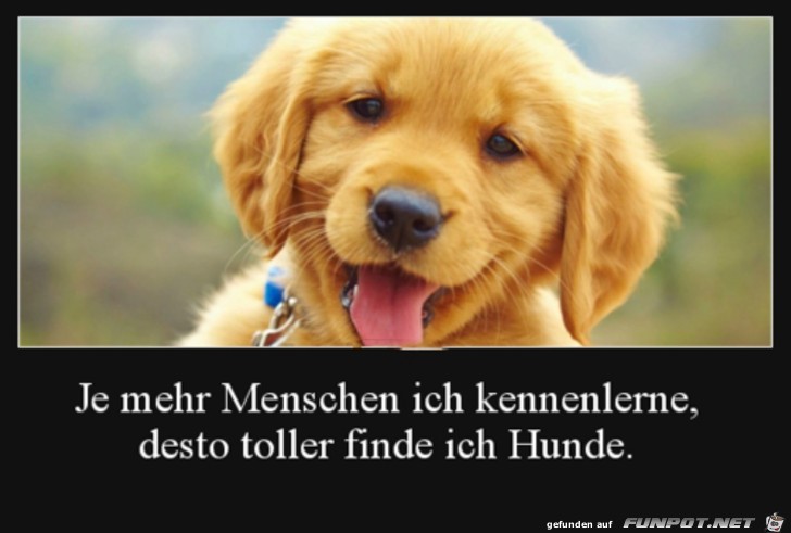 Ich mag Hunde