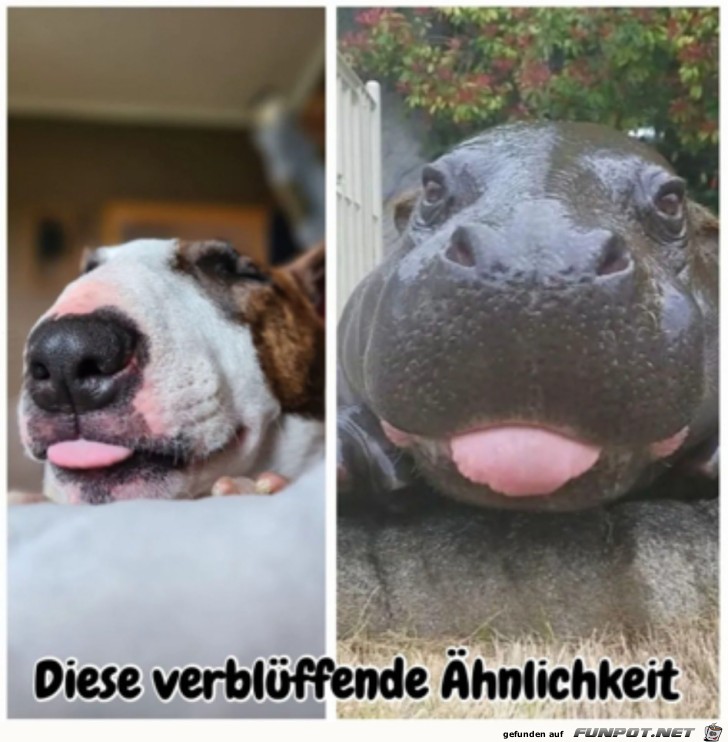 Verblffend hnlich