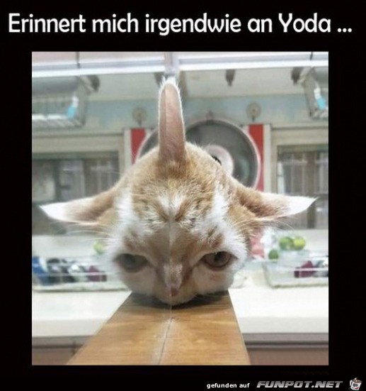 Yoda-Katze