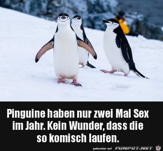 Pinguine