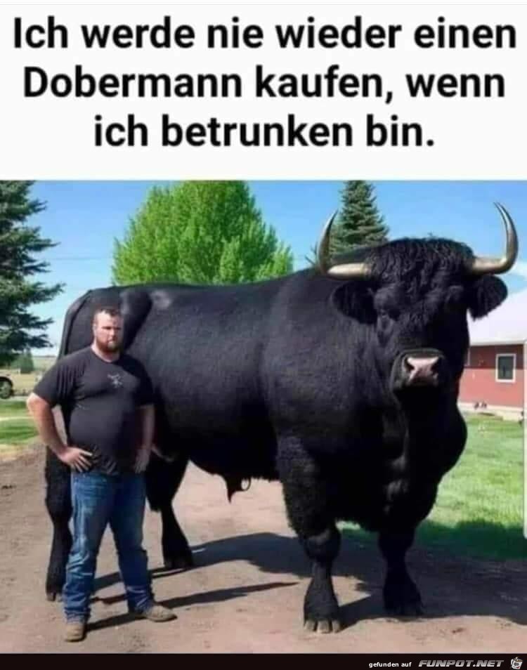 Dobermann